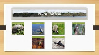 Fauna - Espécies
Cágado-de-carapaça-estriada garça-real texugo Meles meles
Macho de rouxinol-grande-
dos-caniços
rã-verde
Lagostim-vermelho da
Louisiana
 