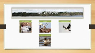 Fauna - Espécies
macho de piadeira colhereiro peneireiro-cinzento
Macho de marrequinha
 