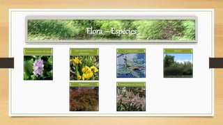 Flora – Espécies
Invasor jacinto-de-água Lírio-amarelo-dos-
pântanos
A malcasada Bunho
Salgueiros Tamargueira ou Tamariz
 