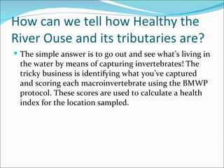 How can we tell how Healthy the River Ouse and its tributaries are? The simple answer is to go out and see what’s living in the water by means of capturing invertebrates! The tricky business is identifying what you’ve captured and scoring each macroinvertebrate using the BMWP protocol. These scores are used to calculate a health index for the location sampled. 