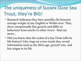 The uniqueness of Sussex Ouse Sea Trout, they’re BIG! Research indicates they have possibly the heaviest average weight of any English or Welsh river. They show exceptionally fast growth and differ in behaviour from stocks in other rivers - find out more… Did you know that the scales of a Sea Trout tells its life history? Like rings on a tree trunk they reveal information such as the fish’s age, growth rate, and key stages in its life. 