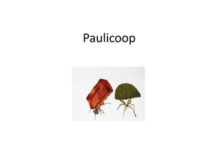 Paulicoop 