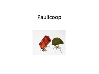 Paulicoop
