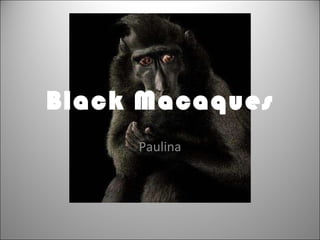 Black Macaques Paulina 