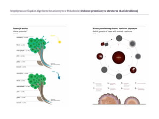 Współpraca ze Śląskim Ogródem Botanicznym w Mikołowie | Dobowe przemiany w struturze tkanki roślinnej
 