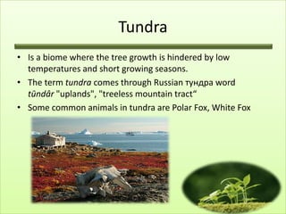 Tundra
• Is a biome where the tree growth is hindered by low
  temperatures and short growing seasons.
• The term tundra comes through Russian тундра word
  tūndâr "uplands", "treeless mountain tract“
• Some common animals in tundra are Polar Fox, White Fox
 