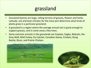 grassland
• Grassland biomes are large, rolling terrains of grasses, flowers and herbs.
  Latitude, soil and local climates for the most part determine what kinds of
  plants grow in a particular grassland.
• A grassland is a region where the average annual rain is great enough to
  support grasses, and in some areas a few trees.
• Some common animals in the grasslands are Coyotes, Eagles, Bobcats, the
  Gray Wolf, Wild Turkey, Fly Catcher, Canadian Geese, Crickets, Dung
  Beetle, Bison, and Prairie Chicken.
 