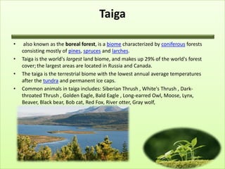 Taiga

•    also known as the boreal forest, is a biome characterized by coniferous forests
    consisting mostly of pines, spruces and larches.
•   Taiga is the world's largest land biome, and makes up 29% of the world's forest
    cover; the largest areas are located in Russia and Canada.
•   The taiga is the terrestrial biome with the lowest annual average temperatures
    after the tundra and permanent ice caps.
•   Common animals in taiga includes: Siberian Thrush , White's Thrush , Dark-
    throated Thrush , Golden Eagle, Bald Eagle , Long-earred Owl, Moose, Lynx,
    Beaver, Black bear, Bob cat, Red Fox, River otter, Gray wolf,
 