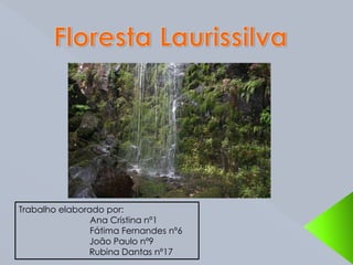 Floresta Laurissilva Trabalho elaborado por:                              Ana Cristina nº1                              Fátima Fernandes nº6		João Paulo nº9		Rubina Dantas nº17 