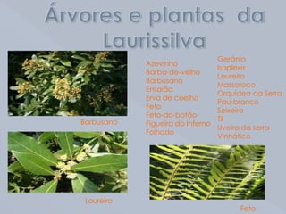 Árvores e plantas  da LaurissilvaGerânio Isoplexis Loureiro Massoroco Orquídea da Serra Pau-branco Seixeiro Til Uveira da serra VinháticoAzevinho Barba-de-velho Barbusano Ensaião Erva de coelho Feto Feto-do-botão Figueira do Inferno Folhado BarbusanoLoureiroFeto