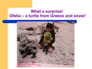What a surprise!
Ofelia – a turtle from Greece and snow!
 