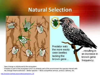 Natural Selection<br />New change is introduced to the ecosystem. <br />Predator is part of the ecosystem and it is certai...