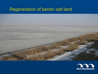 Regeneration of barren salt land 