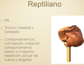Reptiliano
!   5%
!   Tronco Cerebral y
Cerebelo
!   Comportamientos:
rutinización, imitación,
comportamiento
básico o tropismo,
repetición, actuar de
nuevo y engañar.
 