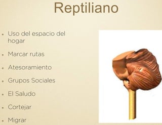 Reptiliano
!   Uso del espacio del
hogar
!   Marcar rutas
!   Atesoramiento
!   Grupos Sociales
!   El Saludo
!   Cortejar
!   Migrar
 