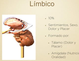 Límbico
!   10%
!   Sentimientos, Sexo,
Dolor y Placer
!   Formado por:
!   Tálamo (Dolor y
Placer)
!   Amígdala (Nutrició
Oralidad)
 