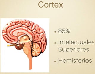 Cortex
!   85%
!   Intelectuales
Superiores
!   Hemisferios
 