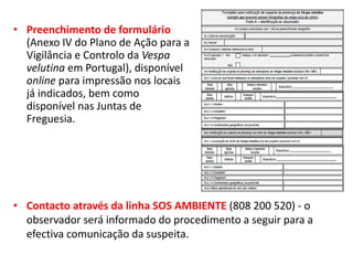 • Preenchimento de formulário
(Anexo IV do Plano de Ação para a
Vigilância e Controlo da Vespa
velutina em Portugal), disponível
online para impressão nos locais
já indicados, bem como
disponível nas Juntas de
Freguesia.
• Contacto através da linha SOS AMBIENTE (808 200 520) - o
observador será informado do procedimento a seguir para a
efectiva comunicação da suspeita.
 