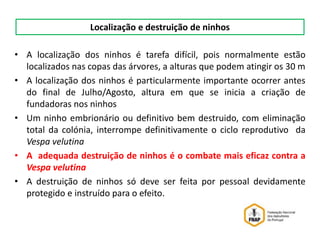 • A localização dos ninhos é tarefa difícil, pois normalmente estão
localizados nas copas das árvores, a alturas que podem atingir os 30 m
• A localização dos ninhos é particularmente importante ocorrer antes
do final de Julho/Agosto, altura em que se inicia a criação de
fundadoras nos ninhos
• Um ninho embrionário ou definitivo bem destruido, com eliminação
total da colónia, interrompe definitivamente o ciclo reprodutivo da
Vespa velutina
• A adequada destruição de ninhos é o combate mais eficaz contra a
Vespa velutina
• A destruição de ninhos só deve ser feita por pessoal devidamente
protegido e instruído para o efeito.
Localização e destruição de ninhos
 