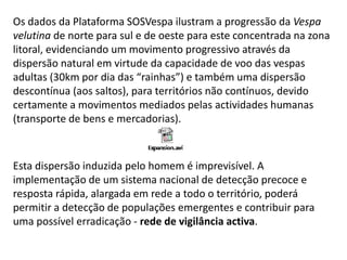 Os dados da Plataforma SOSVespa ilustram a progressão da Vespa
velutina de norte para sul e de oeste para este concentrada na zona
litoral, evidenciando um movimento progressivo através da
dispersão natural em virtude da capacidade de voo das vespas
adultas (30km por dia das “rainhas”) e também uma dispersão
descontínua (aos saltos), para territórios não contínuos, devido
certamente a movimentos mediados pelas actividades humanas
(transporte de bens e mercadorias).
Esta dispersão induzida pelo homem é imprevisível. A
implementação de um sistema nacional de detecção precoce e
resposta rápida, alargada em rede a todo o território, poderá
permitir a detecção de populações emergentes e contribuir para
uma possível erradicação - rede de vigilância activa.
 