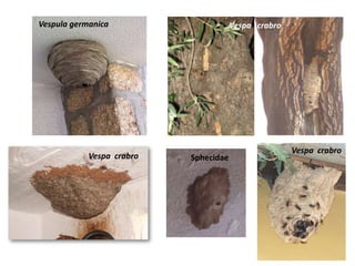 Vespula germanica
Vespa crabro
Vespa crabro
Vespa crabro
Sphecidae
 