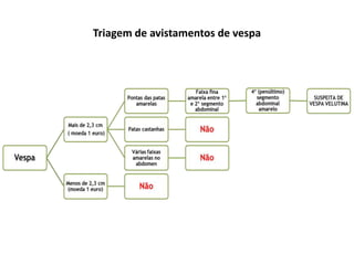 Triagem de avistamentos de vespa
 