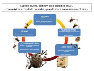Espécie diurna, com um ciclo biológico anual,
com máxima actividade no verão, quando ataca em massa as colmeias
 