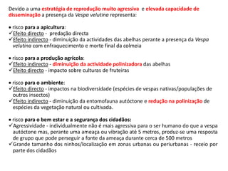 Devido a uma estratégia de reprodução muito agressiva e elevada capacidade de
disseminação a presença da Vespa velutina representa:
 risco para a apicultura:
Efeito directo - predação directa
Efeito indirecto - diminuição da actividades das abelhas perante a presença da Vespa
velutina com enfraquecimento e morte final da colmeia
 risco para a produção agrícola:
Efeito indirecto - diminuição da actividade polinizadora das abelhas
Efeito directo - impacto sobre culturas de fruteiras
 risco para o ambiente:
Efeito directo - impactos na biodiversidade (espécies de vespas nativas/populações de
outros insectos)
Efeito indirecto - diminuição da entomofauna autóctone e redução na polinização de
espécies da vegetação natural ou cultivada.
 risco para o bem estar e a segurança dos cidadãos:
Agressividade - individualmente não é mais agressiva para o ser humano do que a vespa
autóctone mas, perante uma ameaça ou vibração até 5 metros, produz-se uma resposta
de grupo que pode perseguir a fonte da ameaça durante cerca de 500 metros
Grande tamanho dos ninhos/localização em zonas urbanas ou periurbanas - receio por
parte dos cidadãos
 