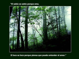 El loco es loco porque piensa que puede entender el amor.” “ El sabio es sabio porque ama.  