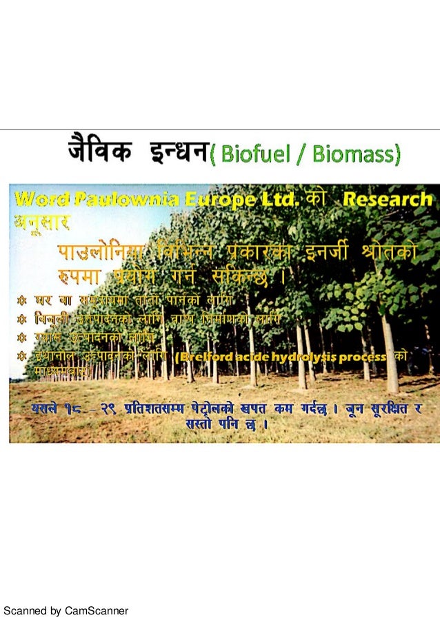 Paulownia Plantation Information - Nepal