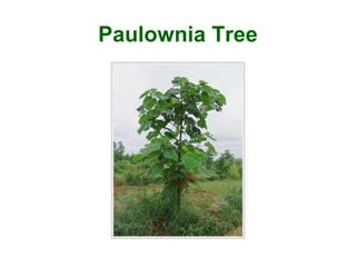 Paulownia Tree
 