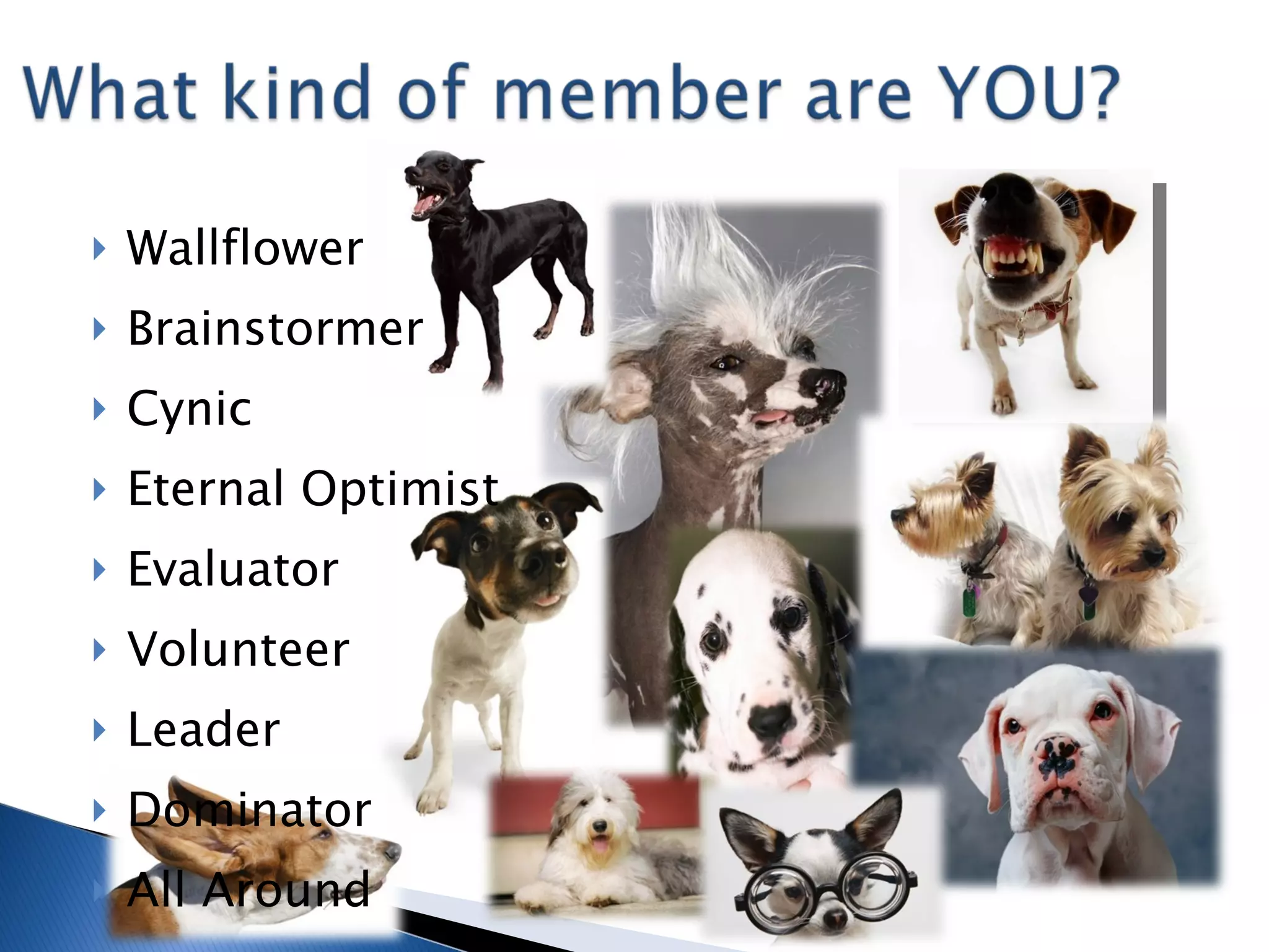 Wallflower Brainstormer Cynic Eternal Optimist Evaluator Volunteer Leader Dominator All Around 
