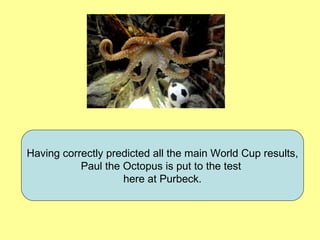 Having correctly predicted all the main World Cup results, Paul the Octopus is put to the test  here at Purbeck. 