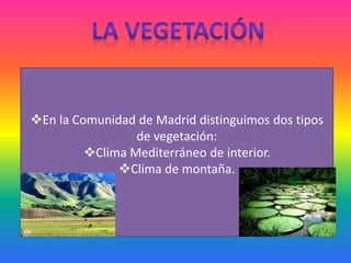En la Comunidad de Madrid distinguimos dos tipos
de vegetación:
Clima Mediterráneo de interior.
Clima de montaña.
 