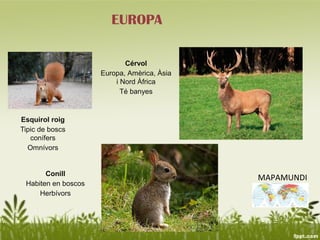EUROPA

                            Cérvol
                     Europa, Amèrica, Àsia
                         i Nord Àfrica
                           Té banyes


Esquirol roig
Tipic de boscs
   conífers
  Omnívors


       Conill
                                             MAPAMUNDI
 Habiten en boscos
     Herbívors
 