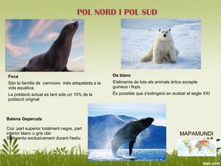 POL NORD I POL SUD




Foca                                             Os blanc
Són la família de carnívors més adapatada a la   S'alimenta de tots els animals àrtics excepte
vida aquàtica.                                   guineus i llops.
La població actual es tant sols un 10% de la     És possible que s'extingeixi en acabar el segle XXI
població original



Balena Geperuda

Cos :part superior totalment negre, part
inferior blanc o gris clar                                                          MAPAMUNDI
S'alimenta exclusivament durant l'estiu
 