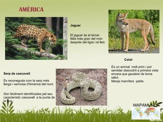 AMÈRICA

                                        Jaguar


                                        El jaguar és el tercer
                                        fèlid més gran del món
                                        després del tigre i el lleó.




                                                                                Coiot

                                                                       És un animal molt prim i pot
                                                                       semblar desnodrit a primera vista
Serp de cascavell                                                      encara que gaudeixi de bona
                                                                       salut.
És reconeguda com la serp més                                          Menja mamífers petits
llarga i verinosa d'Americà del nord.


Són fàcilment identificades pel seu
característic cascavell a la punta de
la cua..
                                                                                        MAPAMUNDI
 