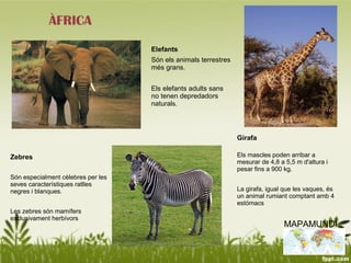 ÀFRICA
                                    Elefants
                                    Són els animals terrestres
                                    més grans.


                                    Els elefants adults sans
                                    no tenen depredadors
                                    naturals.




                                                                 Girafa

Zebres                                                           Els mascles poden arribar a
                                                                 mesurar de 4,8 a 5,5 m d'altura i
                                                                 pesar fins a 900 kg.
Són especialment cèlebres per les
seves característiques ratlles
negres i blanques.                                               La girafa, igual que les vaques, és
                                                                 un animal rumiant comptant amb 4
                                                                 estómacs
Les zebres són mamífers
exclusivament herbívors
                                                                                  MAPAMUNDI
 