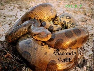 AnacondA VerdE PAU.R .P 