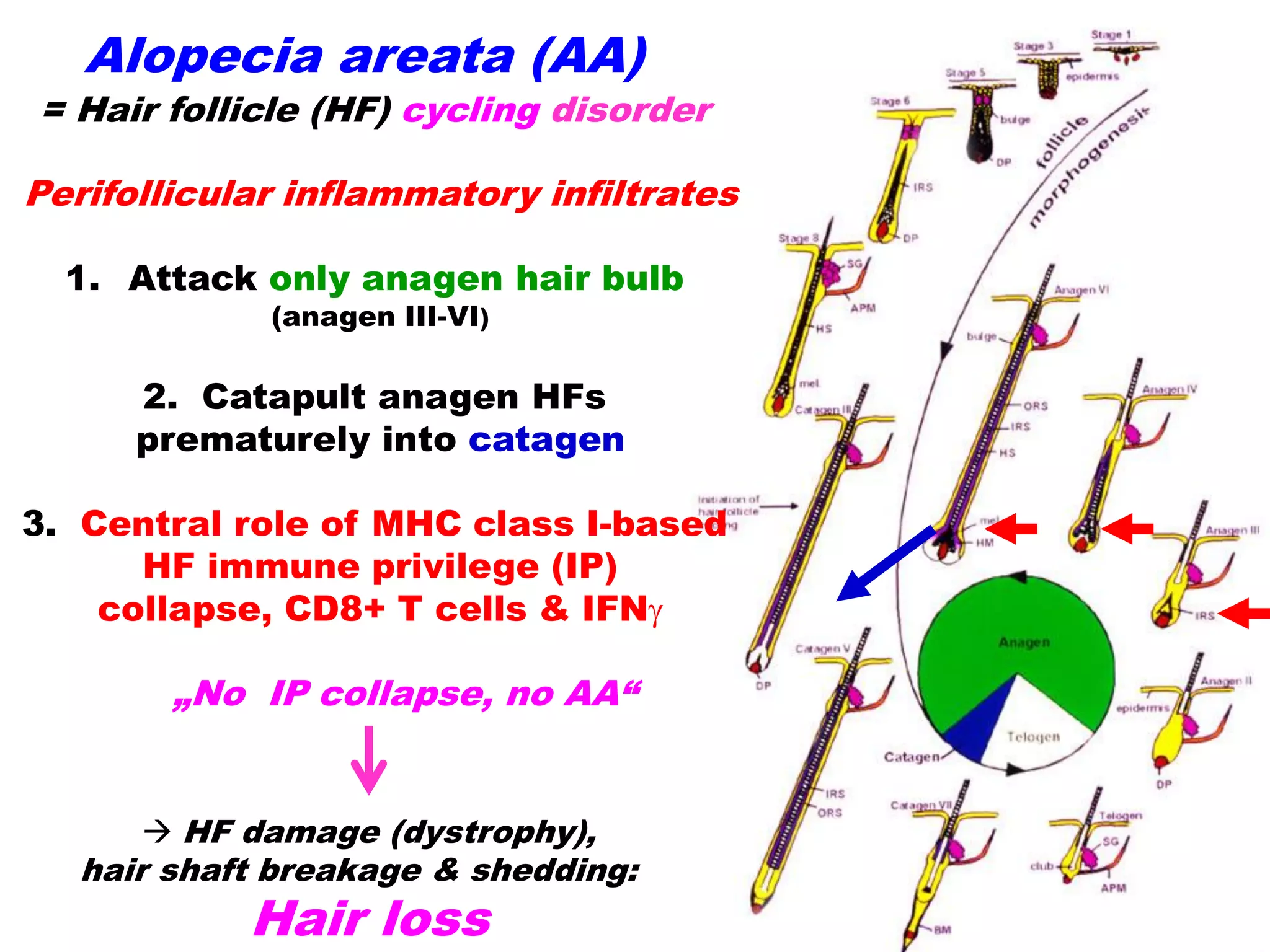 Revisiting the Role of Immune Privilege in Alopecia Areata Pathobiology ...