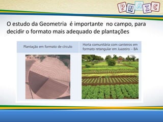 O estudo da Geometria é importante no campo, para 
decidir o formato mais adequado de plantações 
 