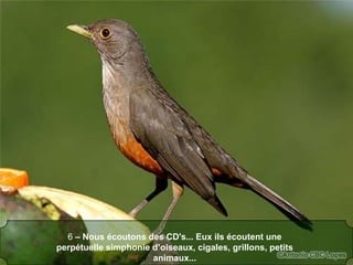 6 – Nous écoutons des CD's... Eux ils écoutent une perpétuelle simphonie d’oiseaux, cigales, grillons, petits animaux...