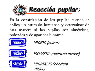 Es la constricción de las pupilas cuando se
aplica un estímulo luminoso y determinar de
esta manera si las pupilas son simétricas,
redondas y de apariencia normal.
Reacción pupilar:
ISOCORIA (abertura menor)
MIOSIS (cerrar)
MIDRIASIS (abertura
mayor)
 