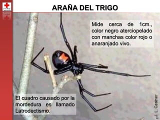 89
ARAÑA DEL TRIGO
Mide cerca de 1cm.,
color negro aterciopelado
con manchas color rojo o
anaranjado vivo.
El cuadro causado por la
mordedura es llamado
Latrodectismo.
 