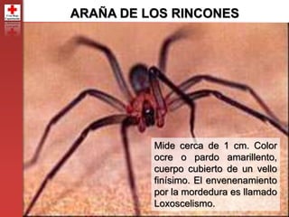 92
ARAÑA DE LOS RINCONES
Mide cerca de 1 cm. Color
ocre o pardo amarillento,
cuerpo cubierto de un vello
finísimo. El envenenamiento
por la mordedura es llamado
Loxoscelismo.
 
