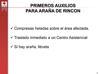 95
PRIMEROS AUXILIOS
PARA ARAÑA DE RINCON
 Compresas heladas sobre el área afectada.
 Traslado inmediato a un Centro Asistencial
 Si hay araña, llévela
 