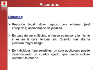 96
Picaduras
Síntomas:
 Reacción local: dolor agudo con eritema (piel
enrojecida) acompañado de picazón.
 En caso de ser múltiples, el riesgo es mayor y lo mismo
si es en la cara, lengua, etc. Cuando más alta la
picadura mayor riesgo.
 En individuos hipersensibles, un solo aguijonazo puede
desencadenar un cuadro agudo, que puede incluso
llevarlo a la muerte.
 