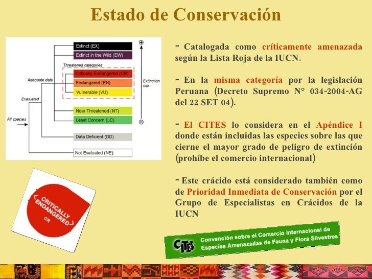 Cual Es El Estado De Conservacion De La Especies Endemicas | gesti 243 n y conservaci 243 n de la pava aliblanca penelope Cual Es El Estado De Conservacion De La Especies Endemicas | gesti 243 n y conservaci 243 n de la pava aliblanca penelope
