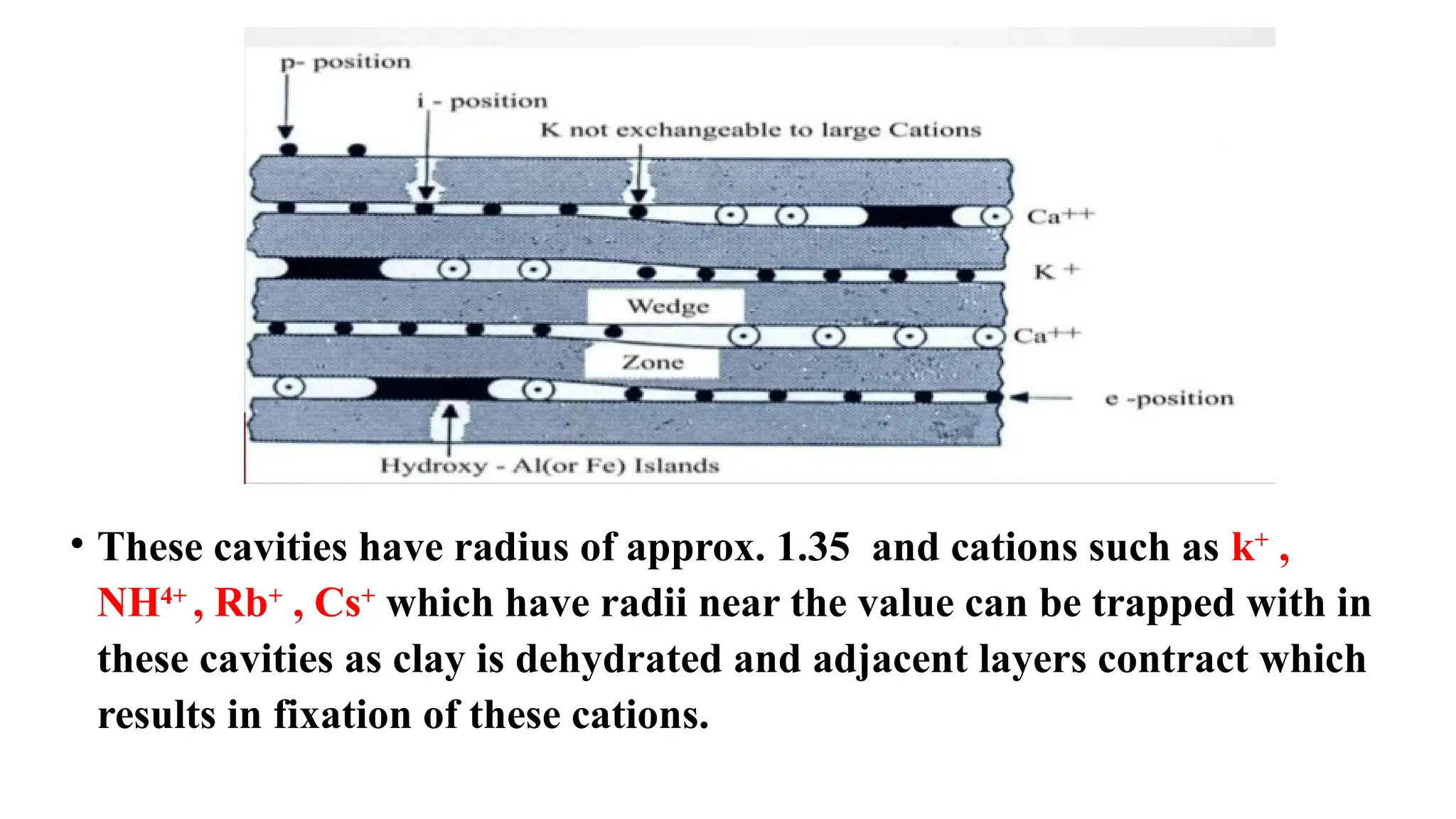 • These cavities have radius of approx. 1.35 and cations such as k+
,
NH4+
, Rb+
, Cs+
which have radii near the value can be trapped with in
these cavities as clay is dehydrated and adjacent layers contract which
results in fixation of these cations.
 
