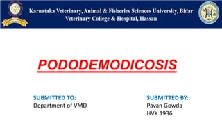 PODODEMODICOSIS
SUBMITTED TO:
Department of VMD
SUBMITTED BY:
Pavan Gowda
HVK 1936
 